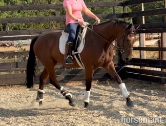 "Mark " Bay Gelding Young Sport Horse