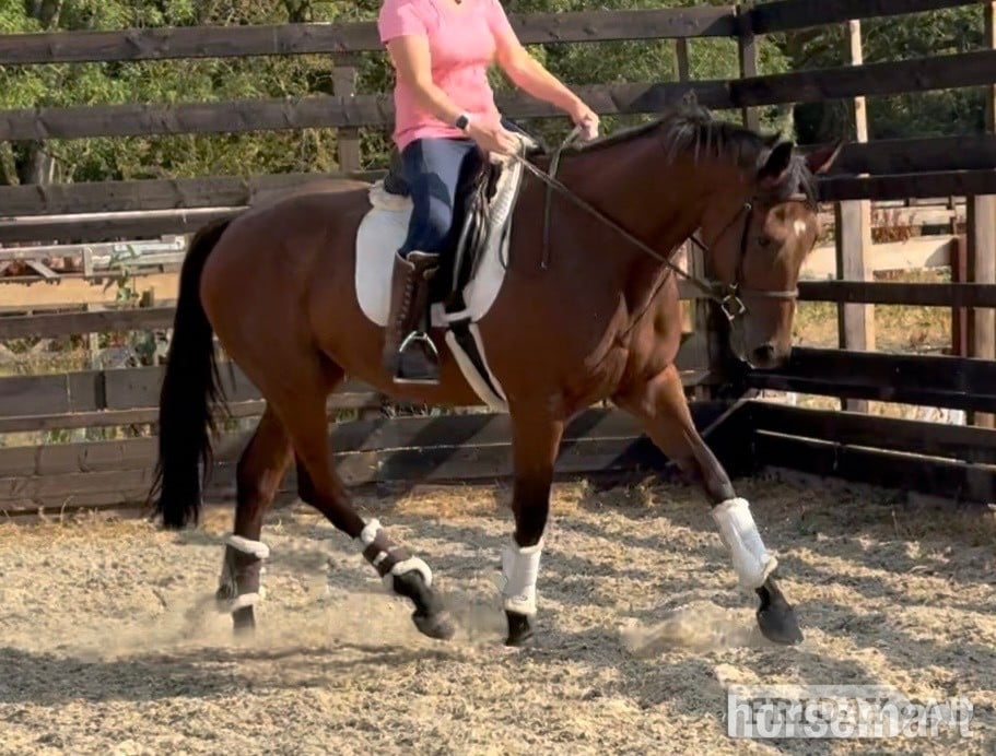 "Mark " Bay Gelding Young Sport Horse in Newbury
