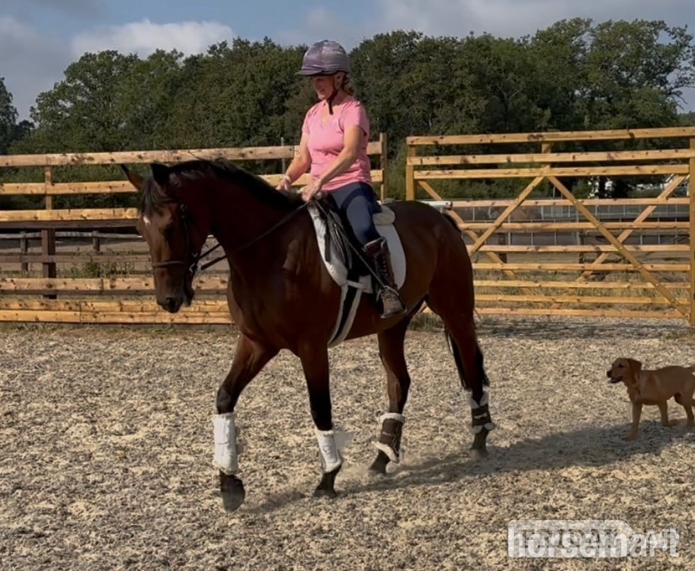 "Mark " Bay Gelding Young Sport Horse