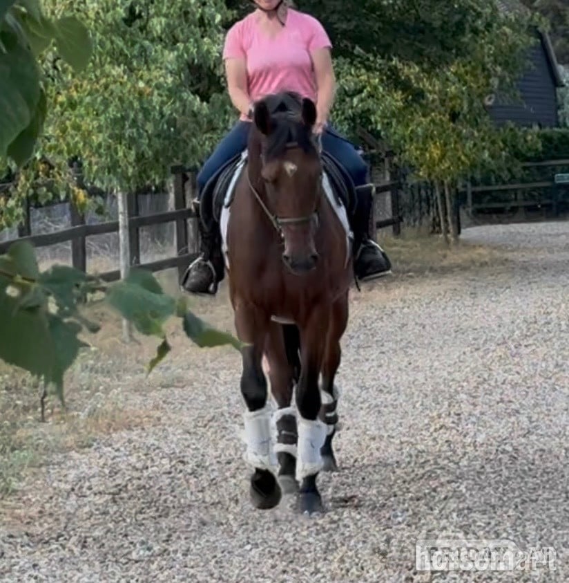 Newbury "Mark " Bay Gelding Young Sport Horse
