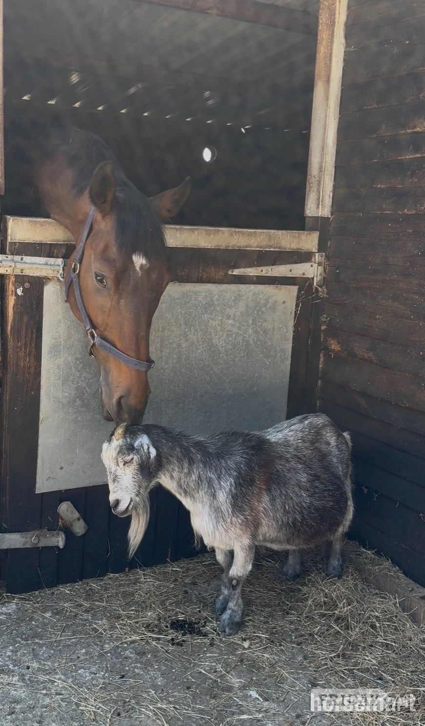 "Mark " Bay Gelding Young Sport Horse - Horses in Newbury