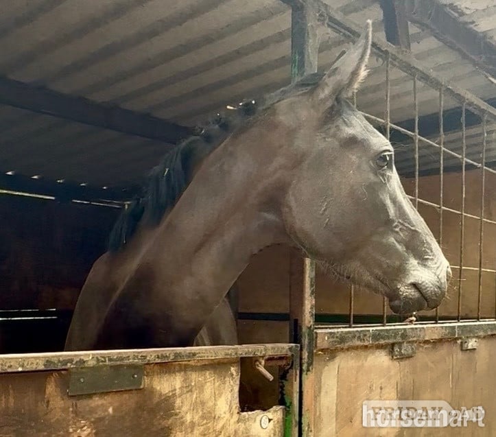 "Raquel " Black Filly Young Sport Horse in Newbury