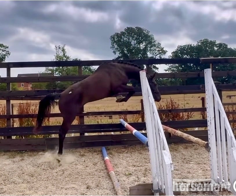 "Raquel " Black Filly Young Sport Horse