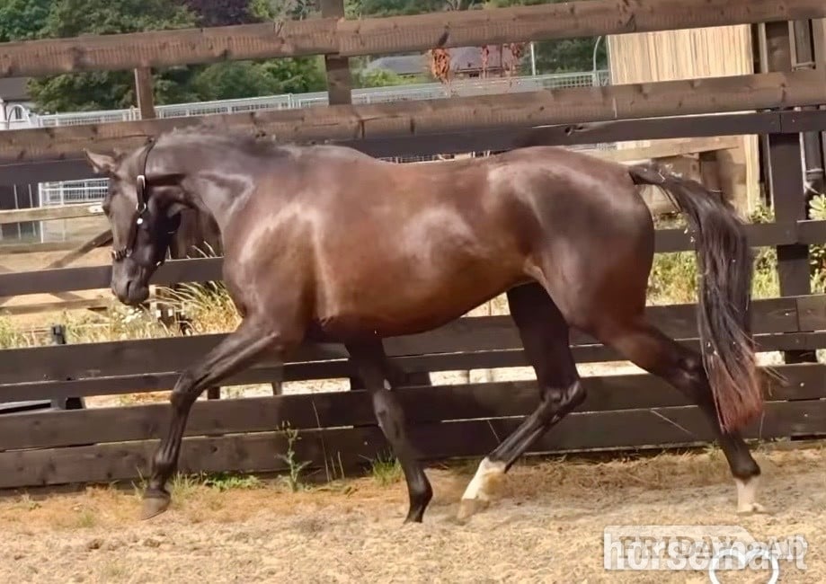 Newbury "Raquel " Black Filly Young Sport Horse