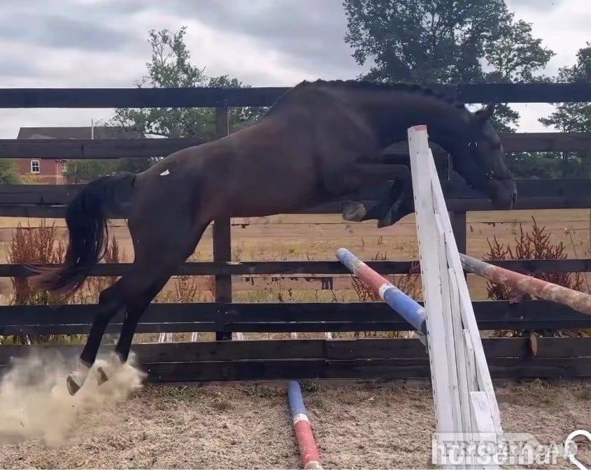 "Raquel " Black Filly Young Sport Horse - Horses in Newbury