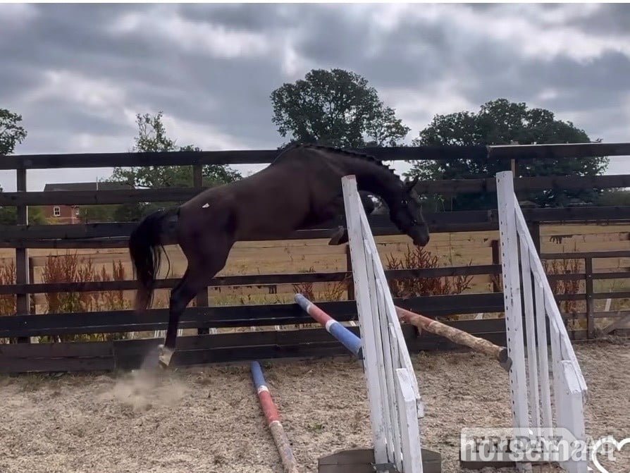 "Raquel " Black Filly Young Sport Horse - Horses