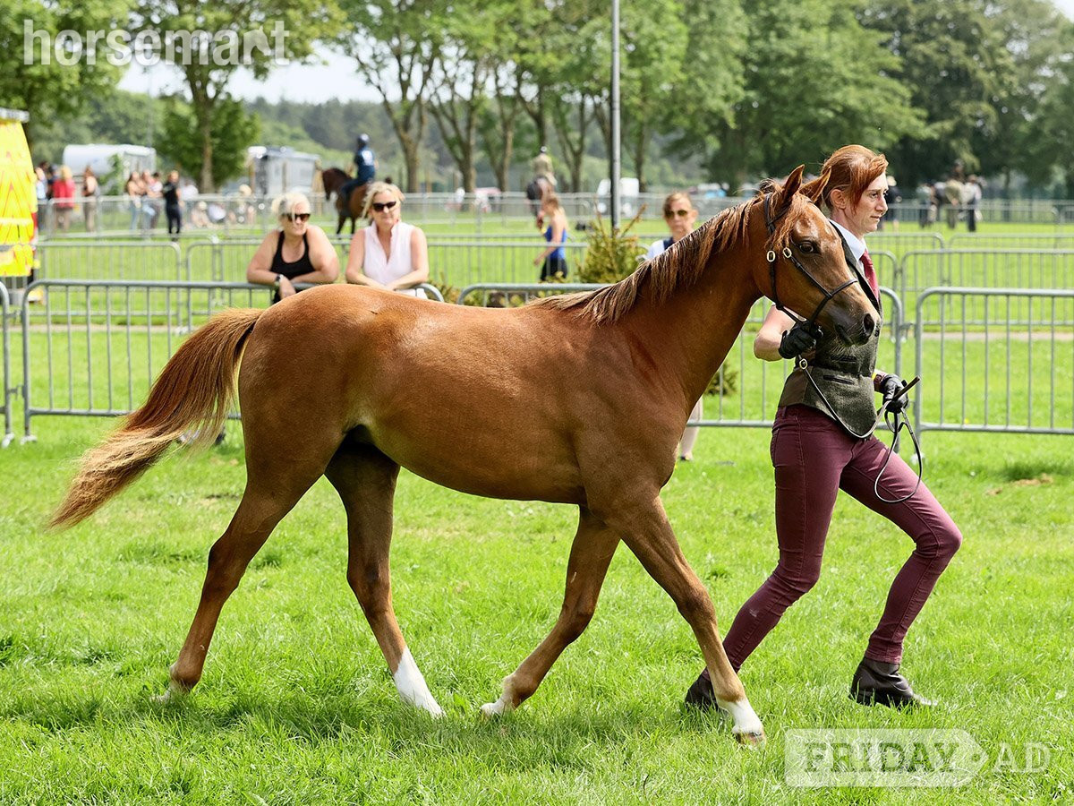 "Hilin Phoebe" Chestnut Filly Youngstock / Foal in Montgomery
