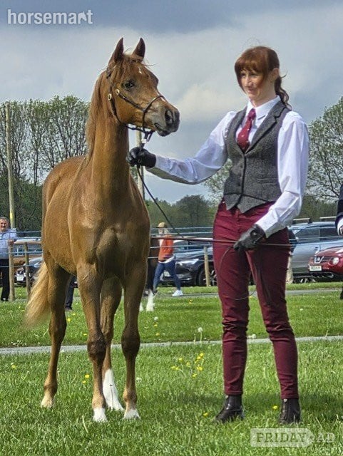 "Hilin Phoebe" Chestnut Filly Youngstock / Foal
