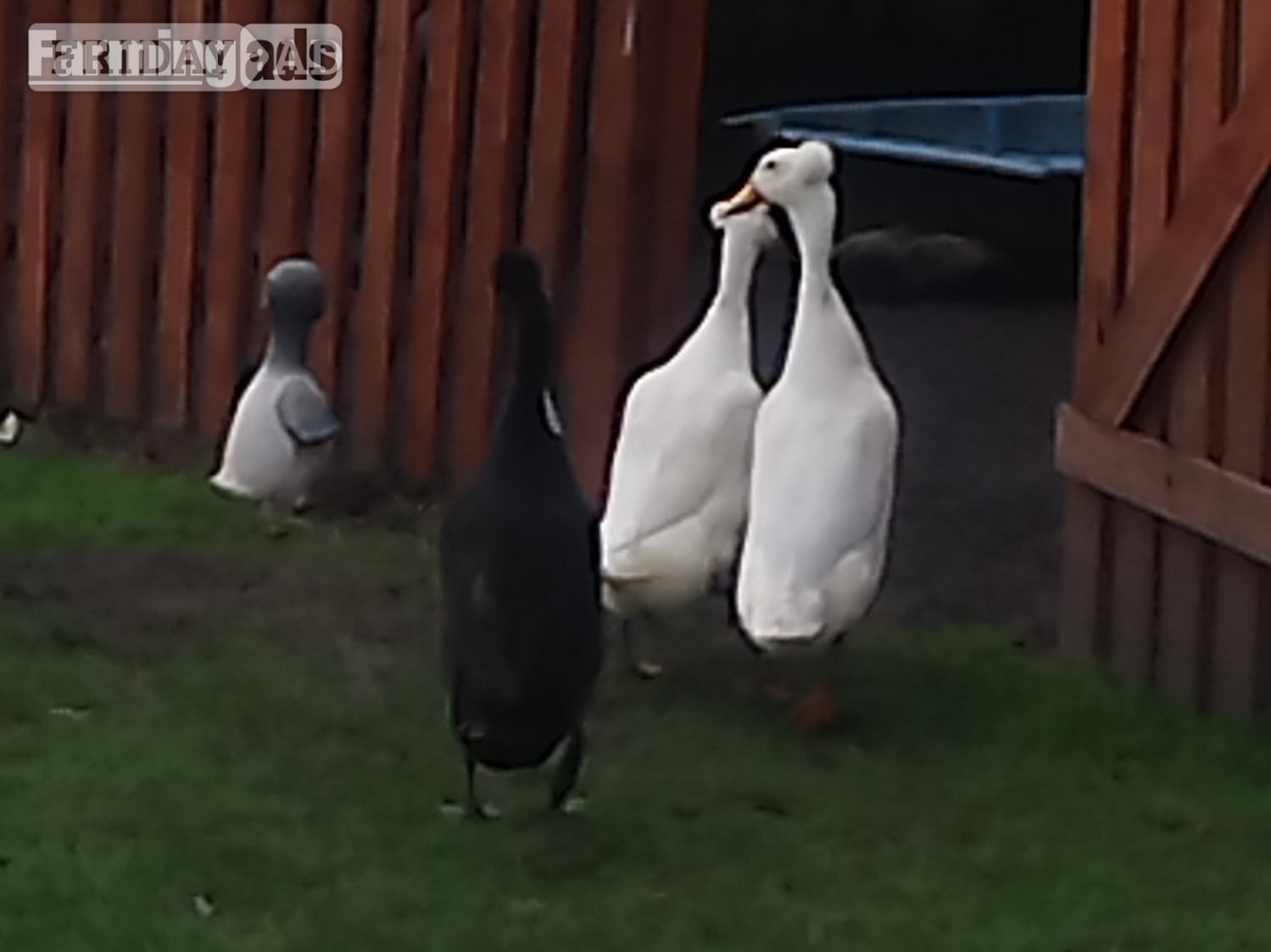 6 x Crested Indian Runner Duck Eggs for hatching