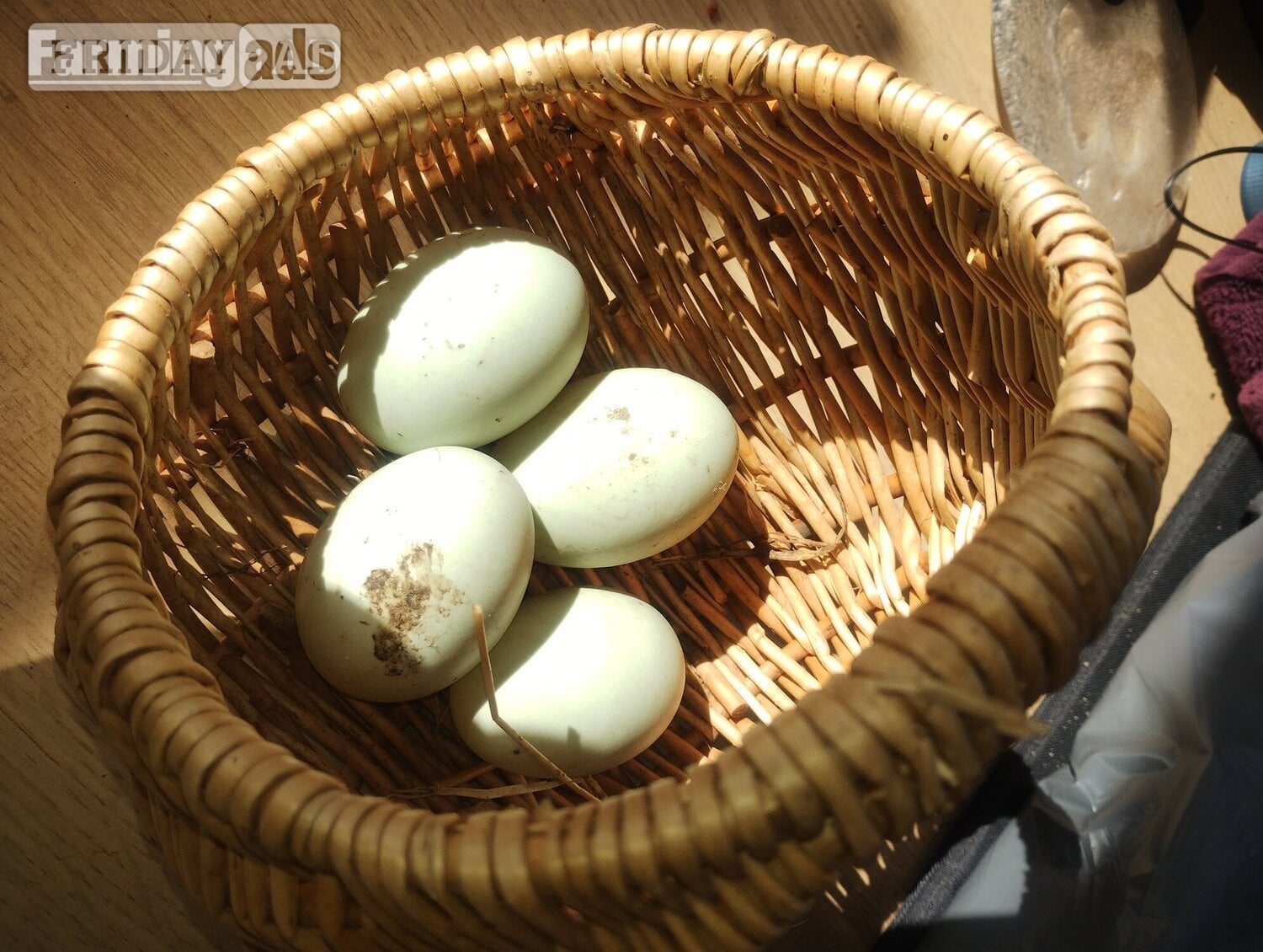 Ramsey St. Mary's 6 x Crested Indian Runner Duck Eggs for hatching