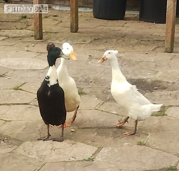 6 x Crested Indian Runner Duck Eggs for hatching in Ramsey St. Mary's