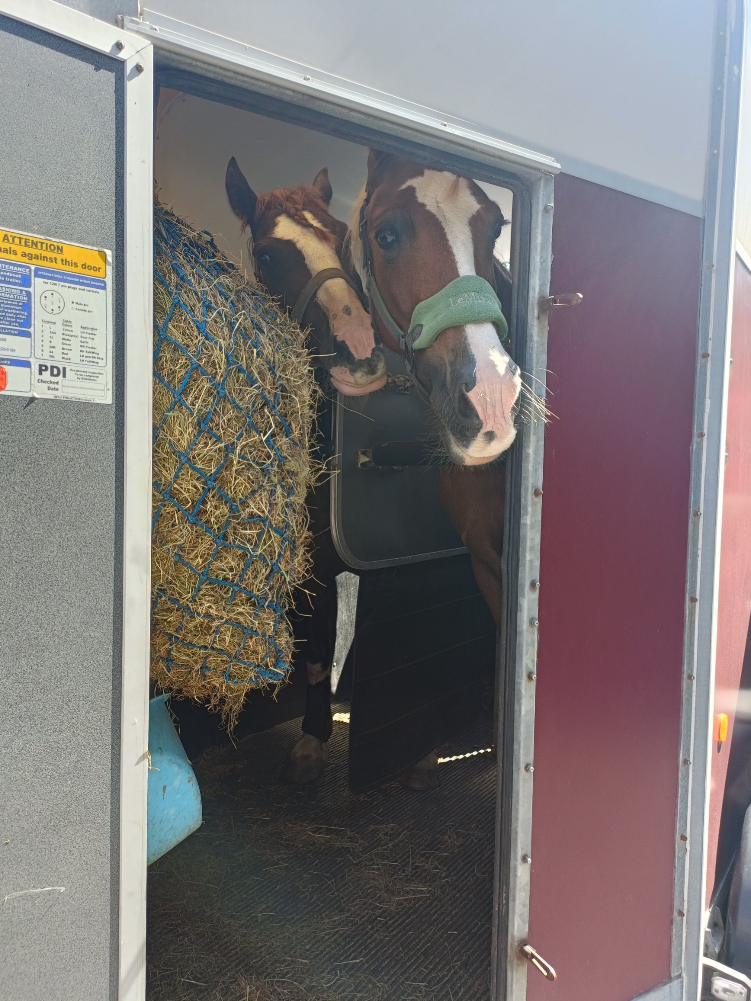 "Willow " Chestnut Mare All Rounder
