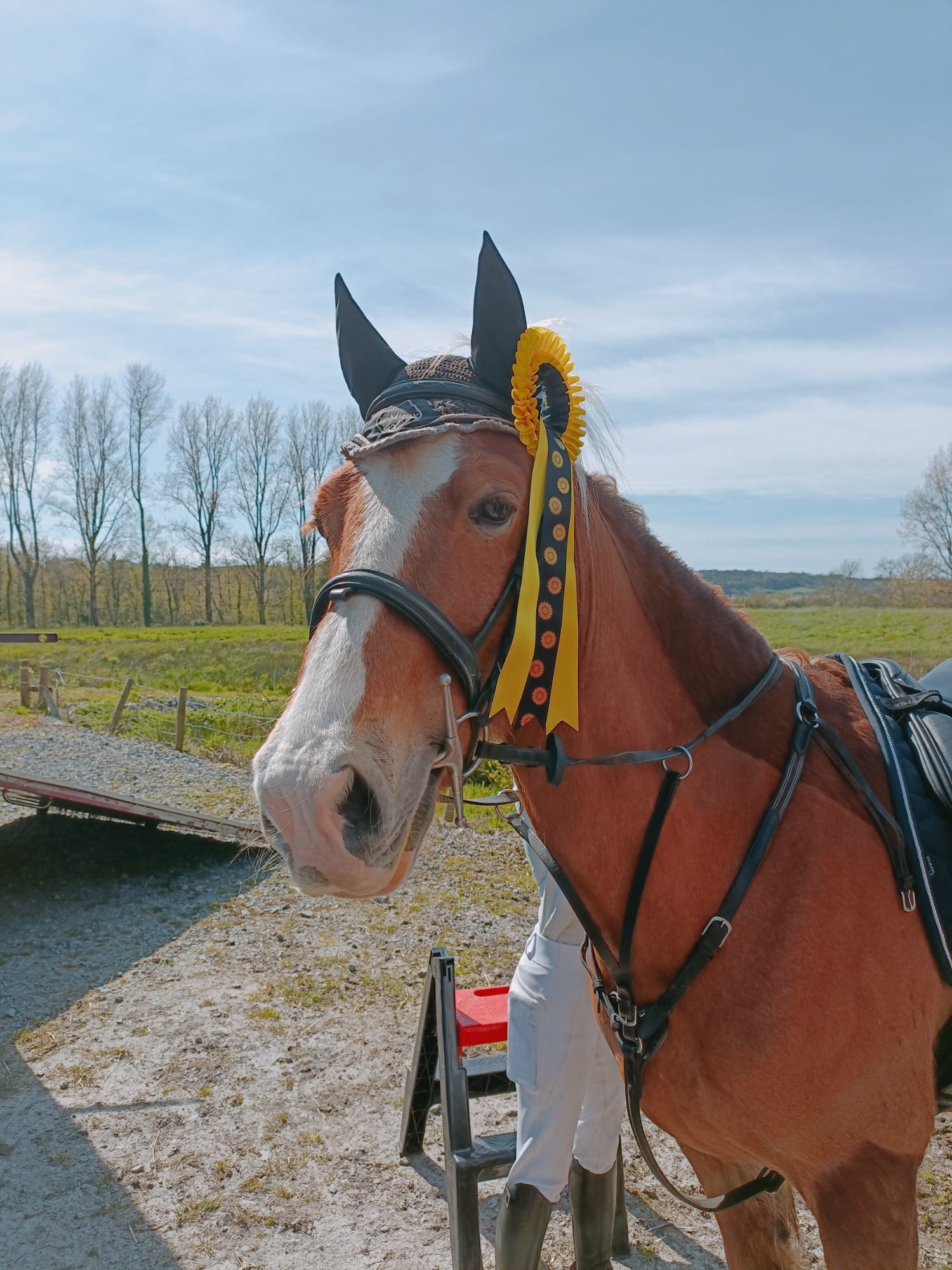 "Willow " Chestnut Mare All Rounder - Horses in Ammanford