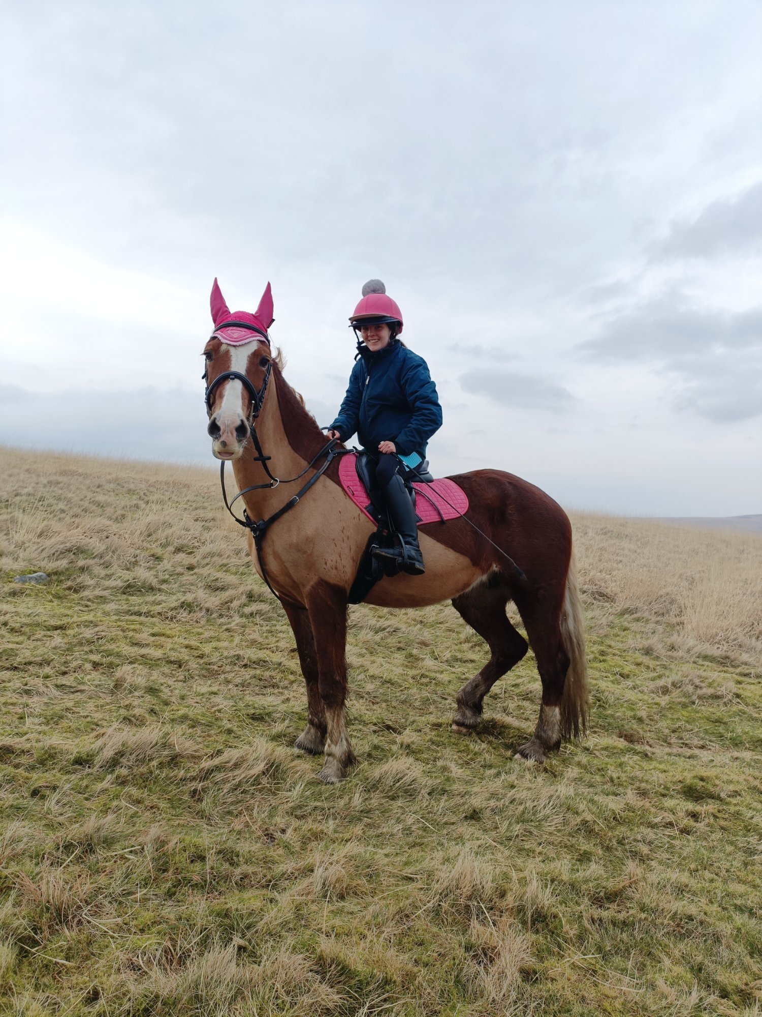 "Willow " Chestnut Mare All Rounder - Horses