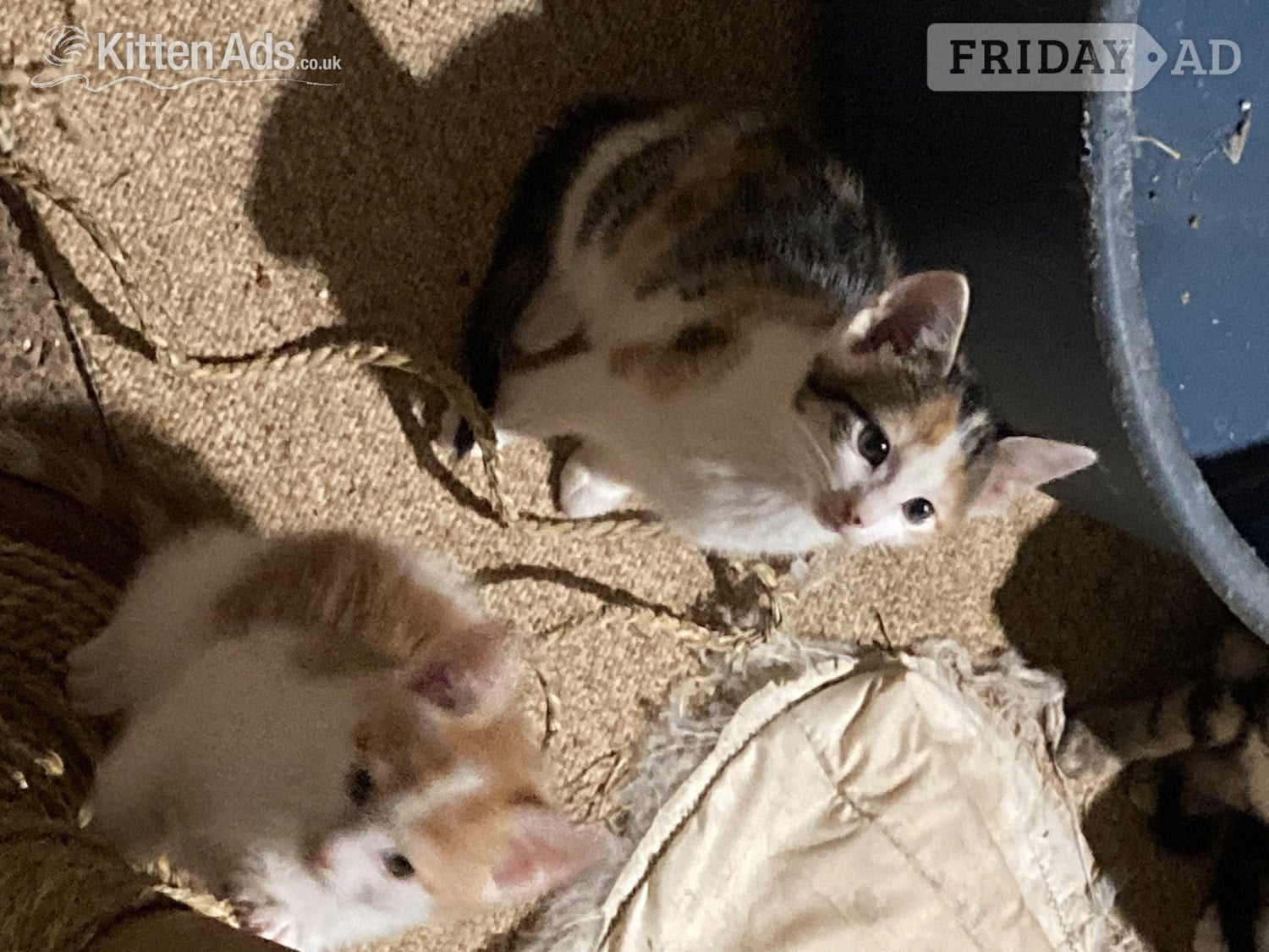 Cullompton 4 playful kittens for sale