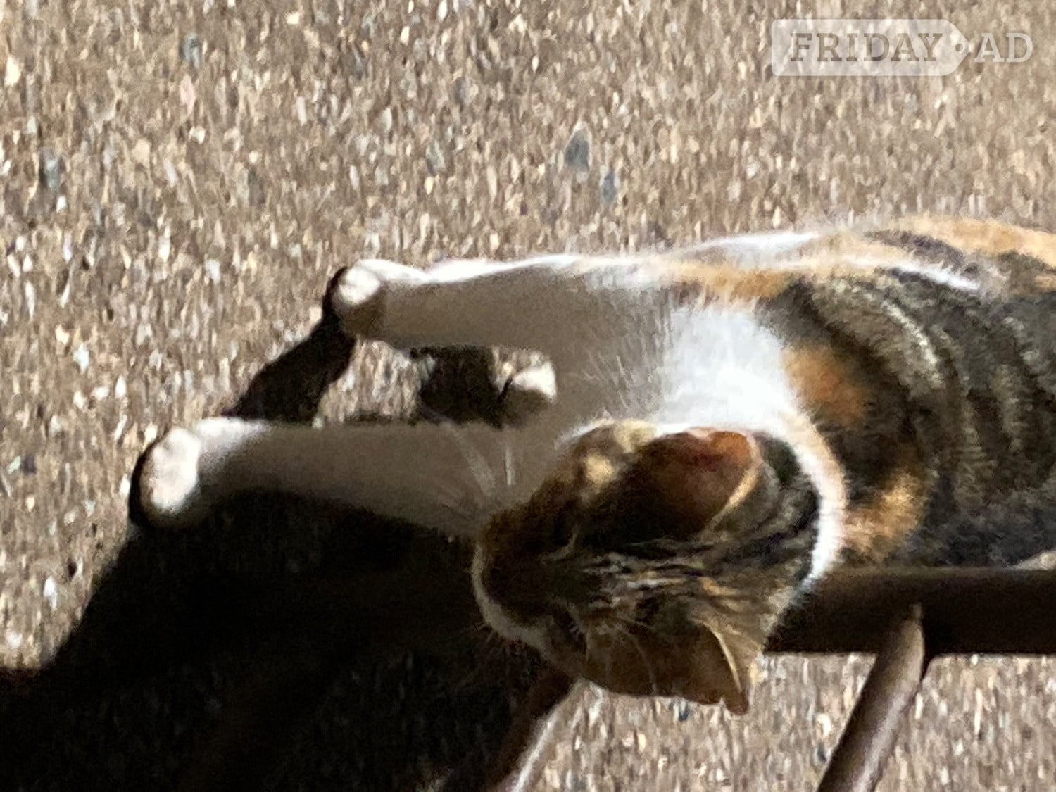4 playful kittens for sale - Cats & Kittens