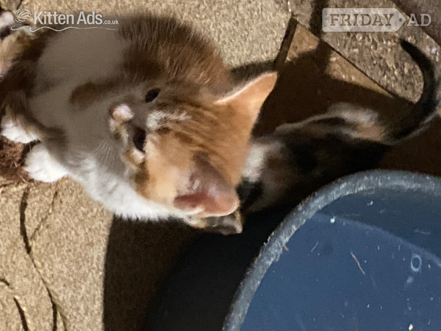 4 playful kittens for sale - Cats & Kittens in Cullompton