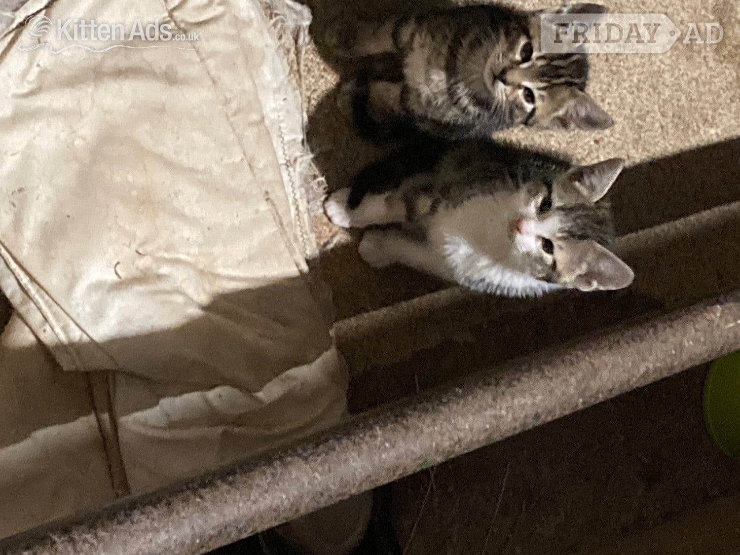 4 playful kittens for sale