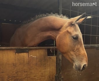 "Miss Dandu" Bay Filly Young Sport Horse
