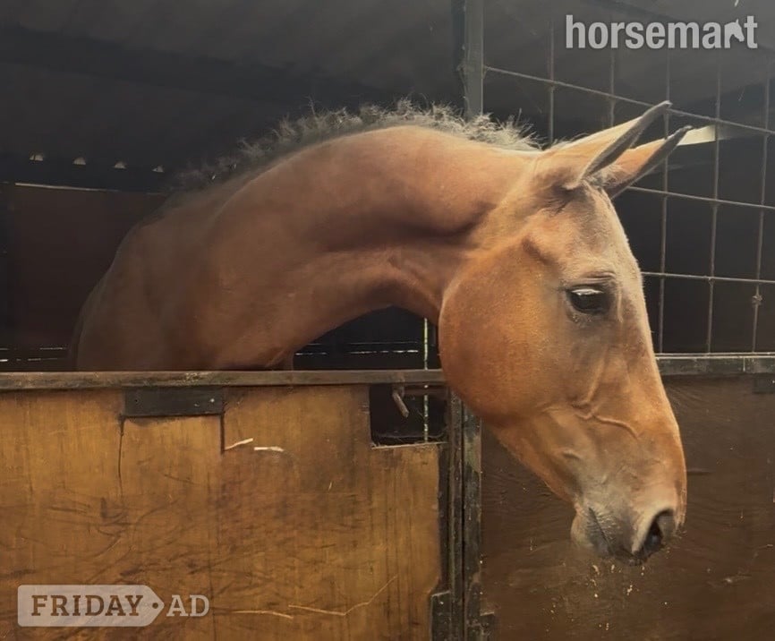 "Miss Dandu" Bay Filly Young Sport Horse in Newbury