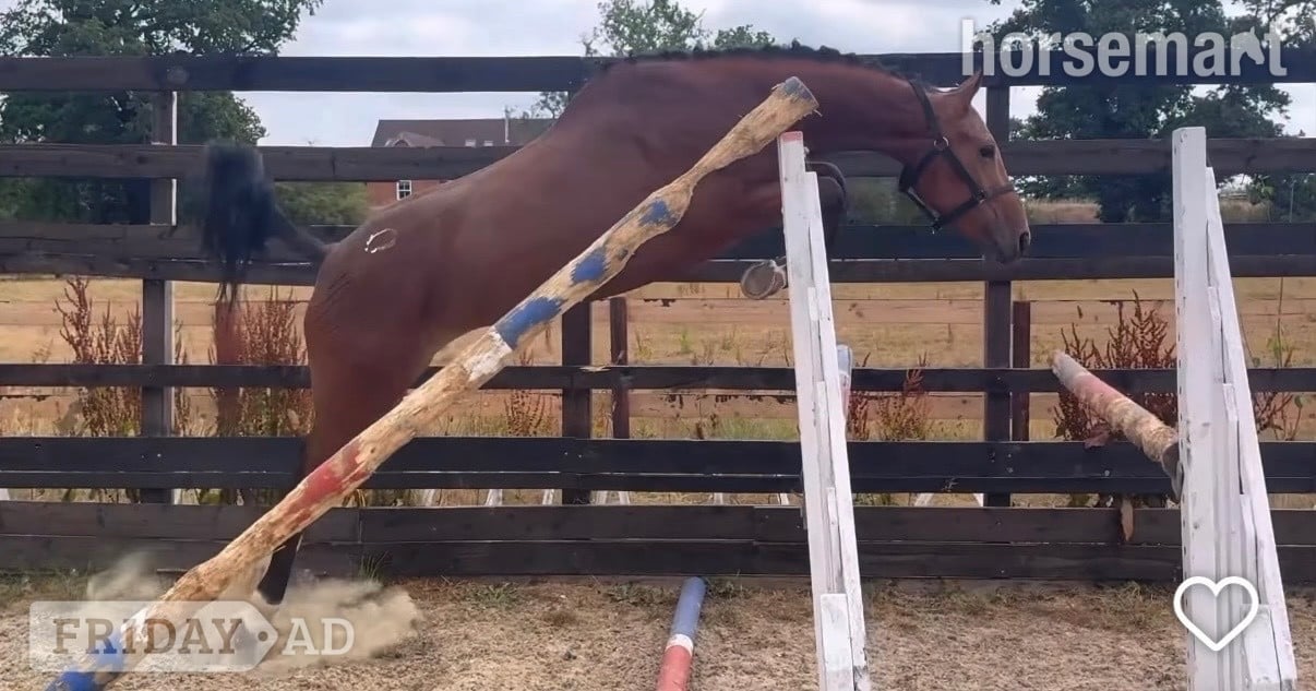 "Miss Dandu" Bay Filly Young Sport Horse