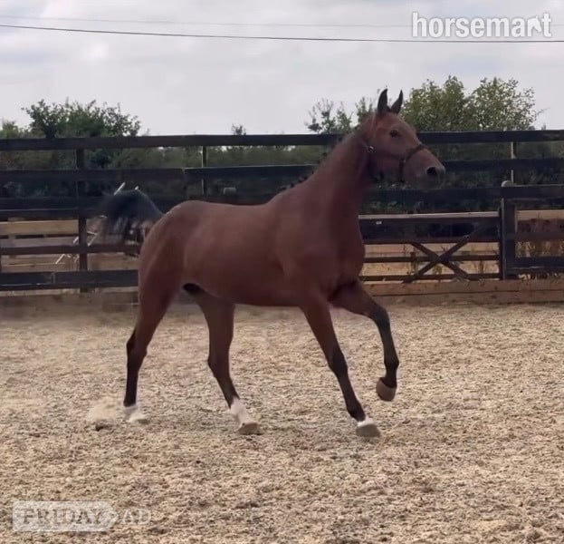 Newbury "Miss Dandu" Bay Filly Young Sport Horse