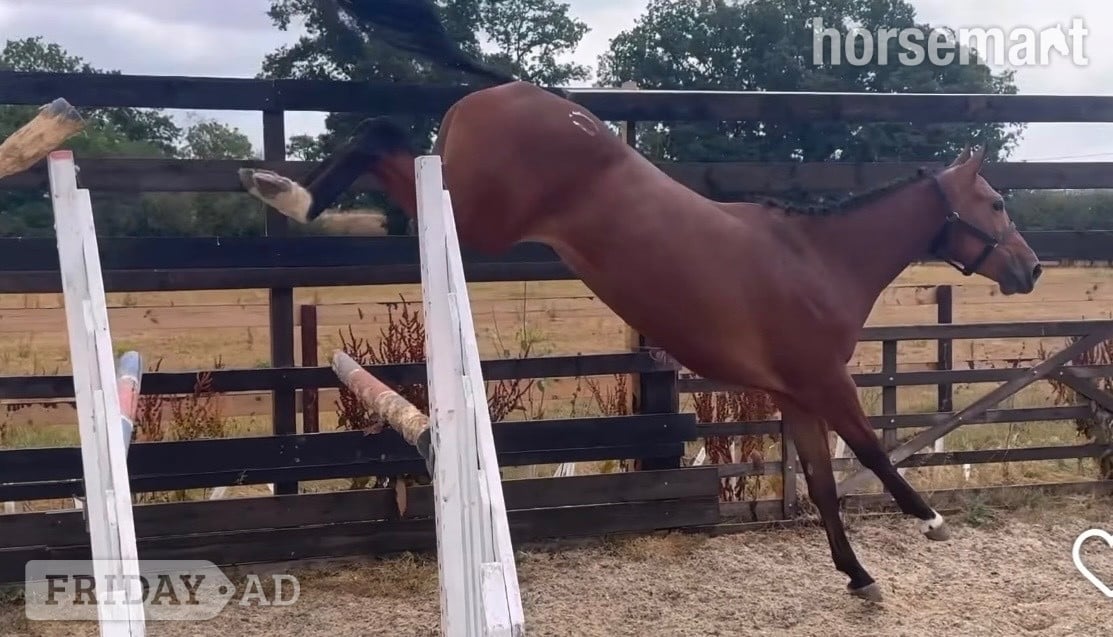 "Miss Dandu" Bay Filly Young Sport Horse - Horses in Newbury