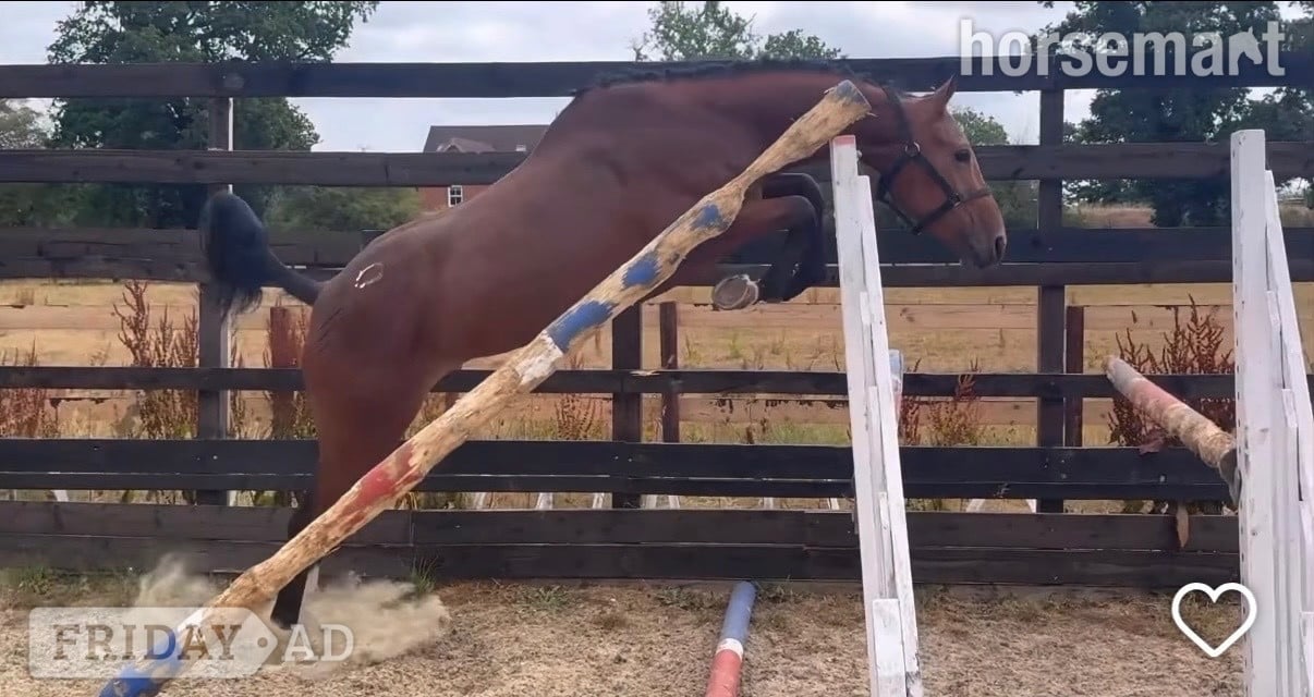"Miss Dandu" Bay Filly Young Sport Horse - Horses