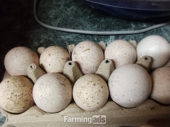 6 x Bourbon Red Turkey eggs for hatching