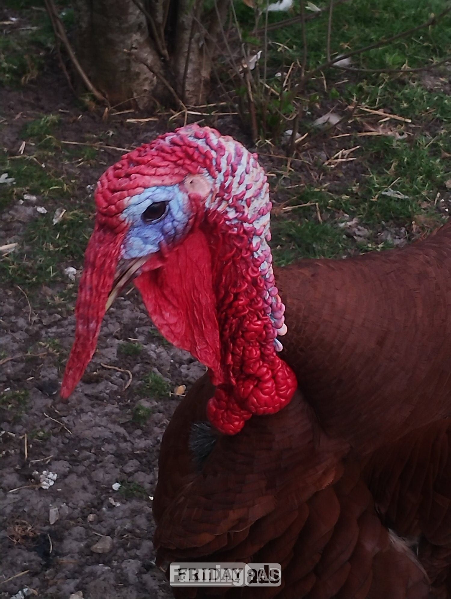 6 x Bourbon Red Turkey eggs for hatching