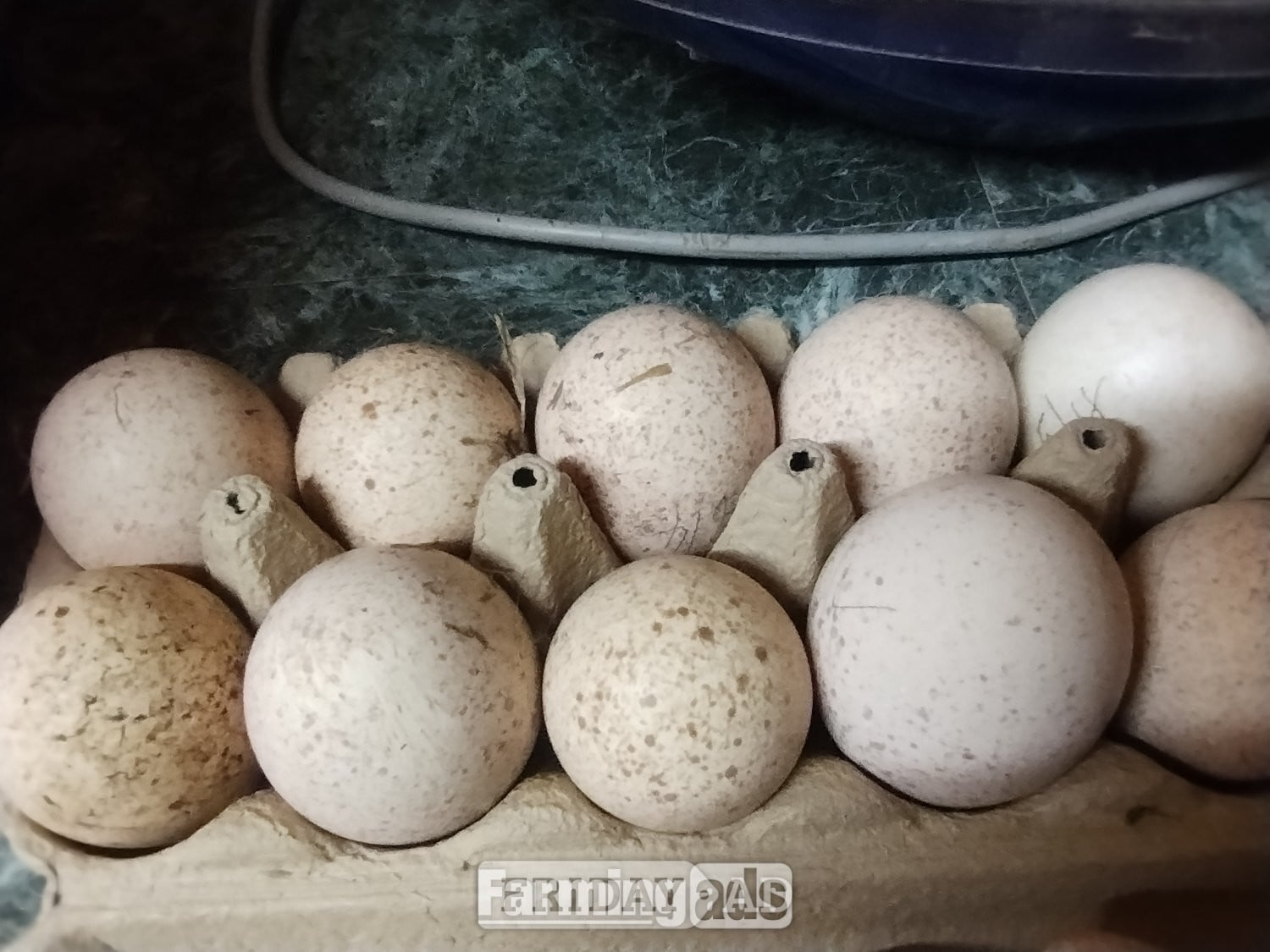 6 x Bourbon Red Turkey eggs for hatching in Ramsey St. Mary's