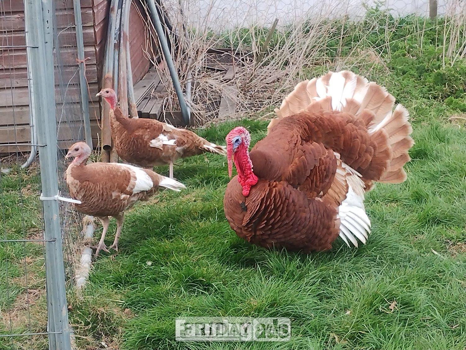 Ramsey St. Mary's 6 x Bourbon Red Turkey eggs for hatching