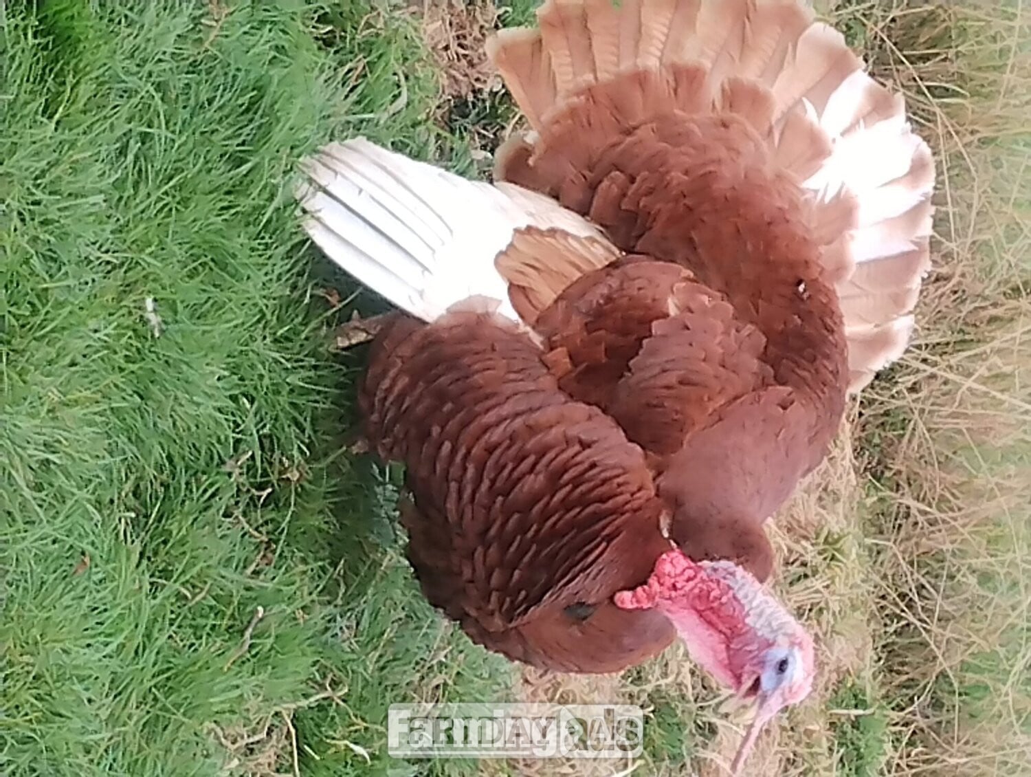 6 x Bourbon Red Turkey eggs for hatching - Poultry in Ramsey St. Mary's