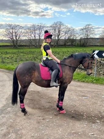 "Annie" Bay Mare Showing Horse