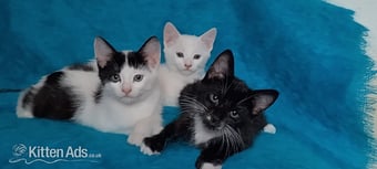 Turkish Angora mix kittens