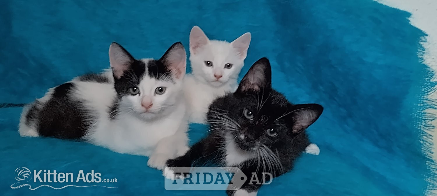 Turkish Angora mix kittens in London