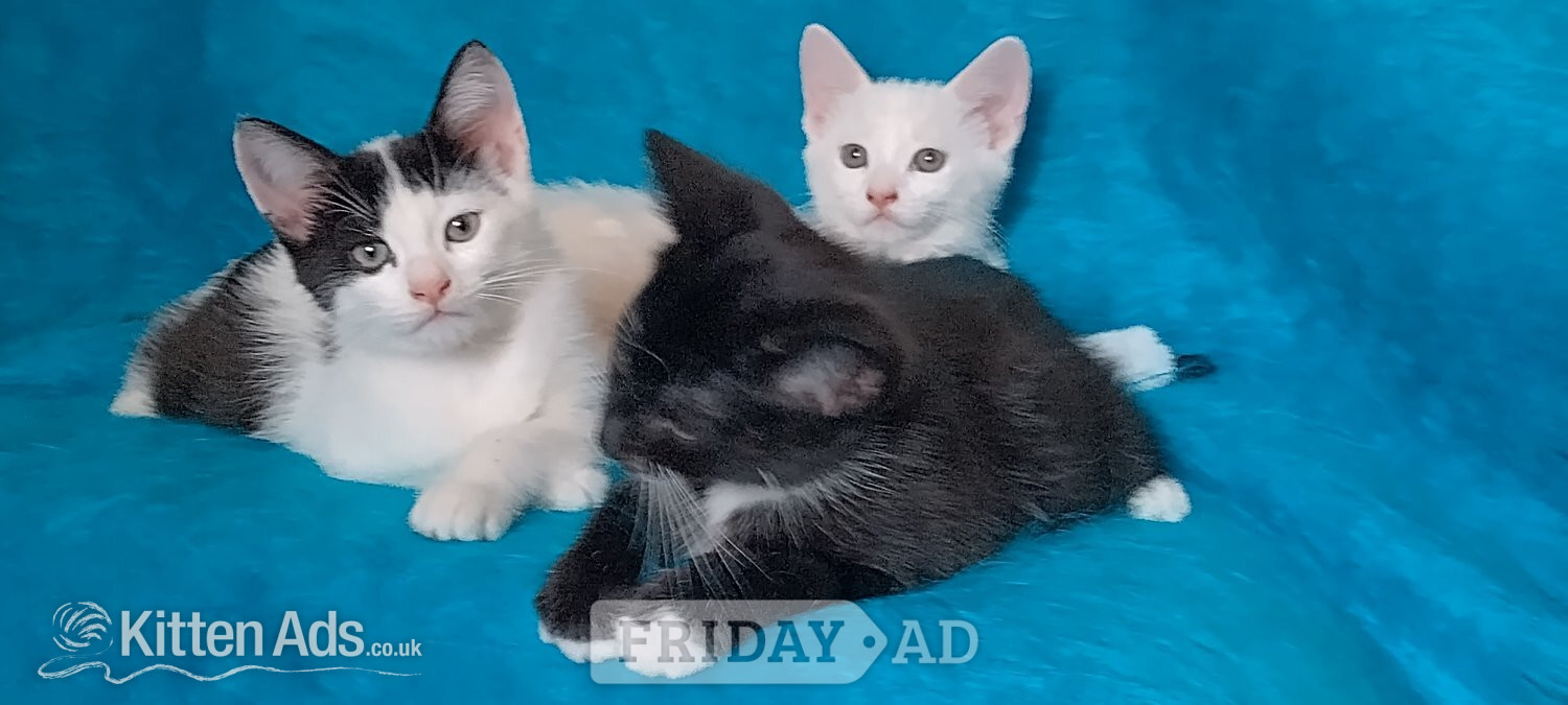 Turkish Angora mix kittens