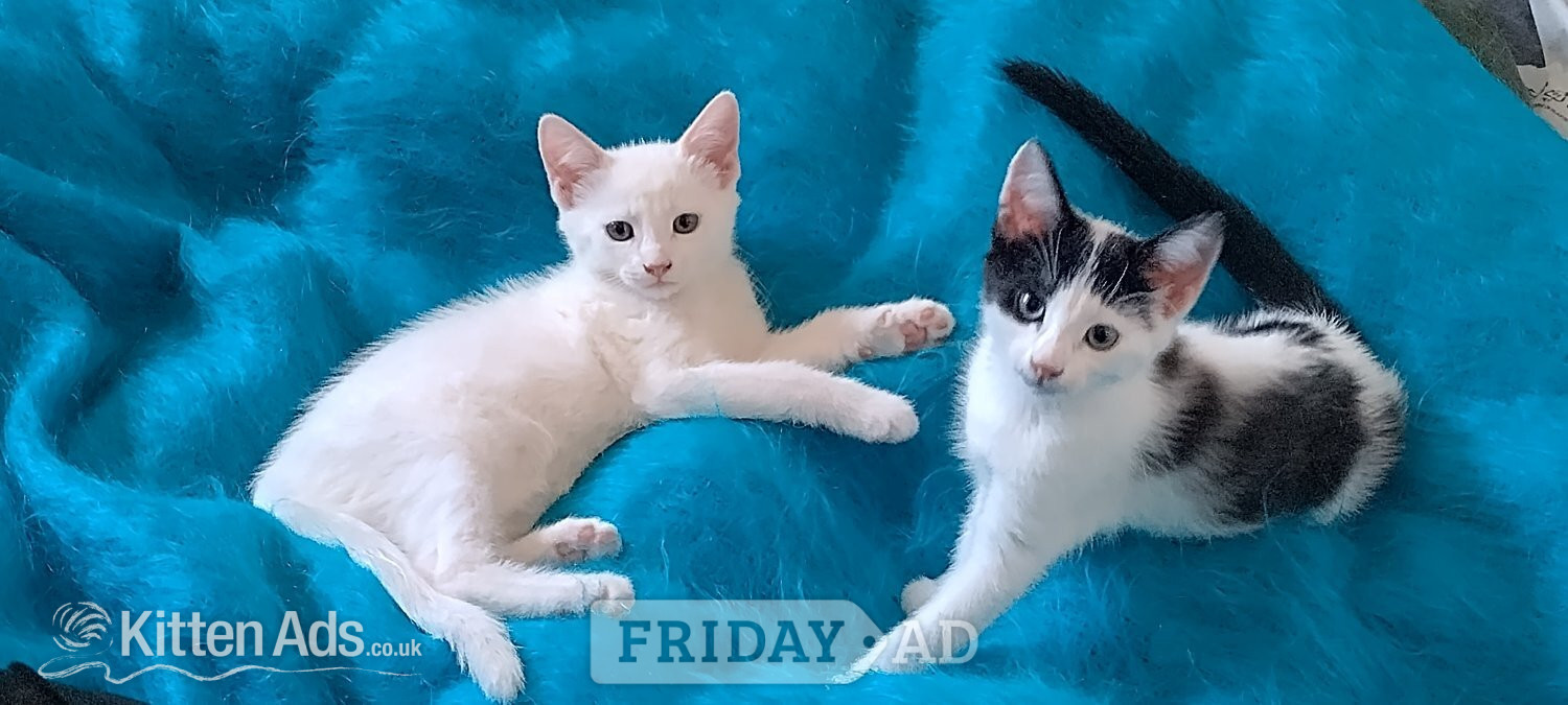 London Turkish Angora mix kittens