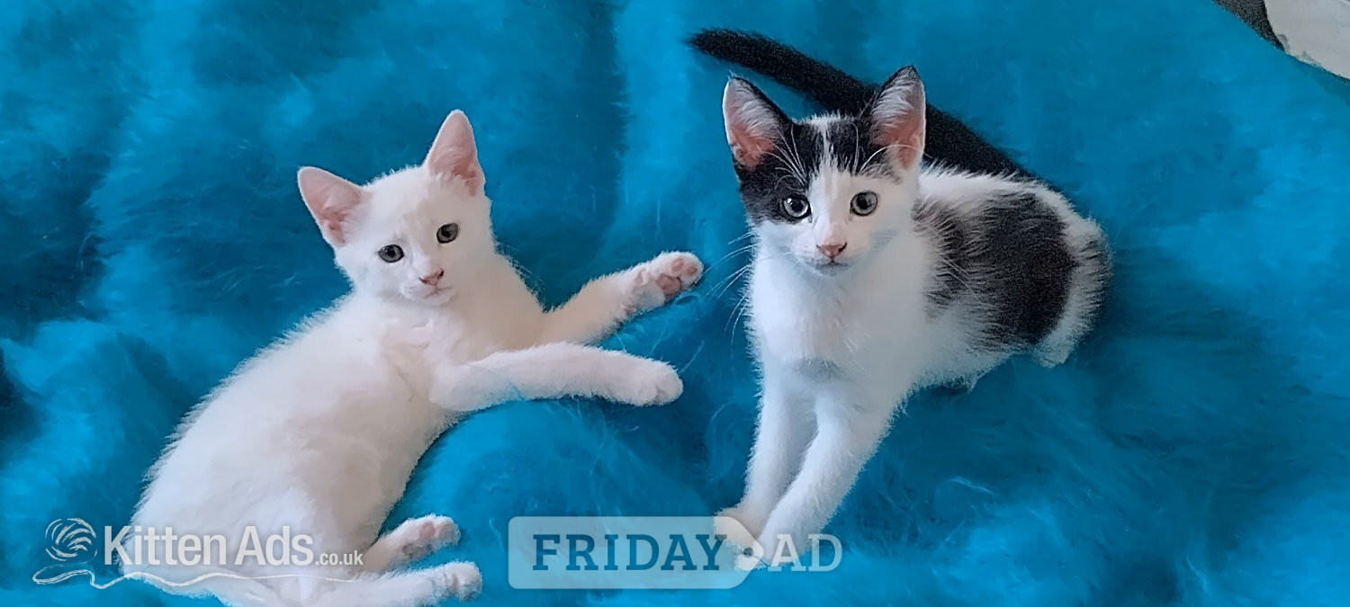 Turkish Angora mix kittens -  in London