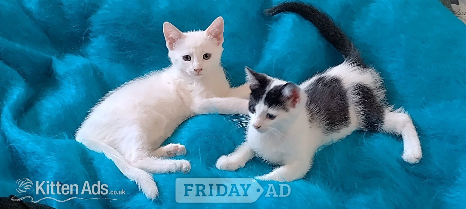Turkish Angora mix kittens - 