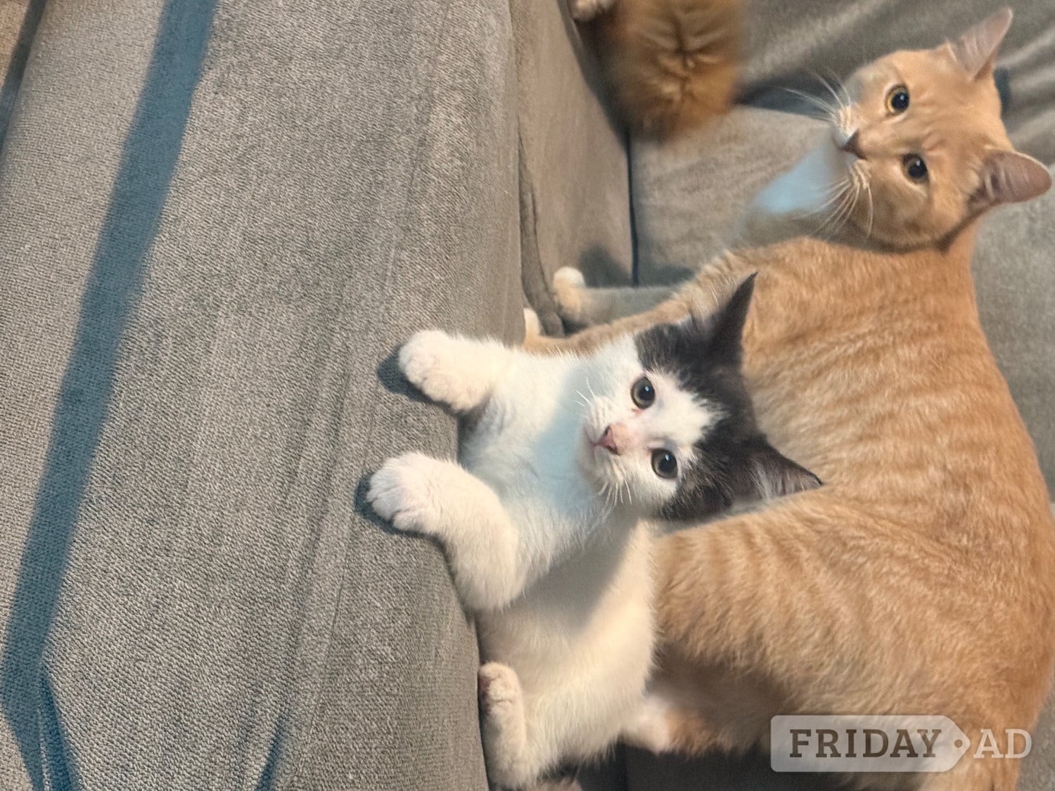Mixed breed kittens ragdoll x shorthair  - Cats & Kittens