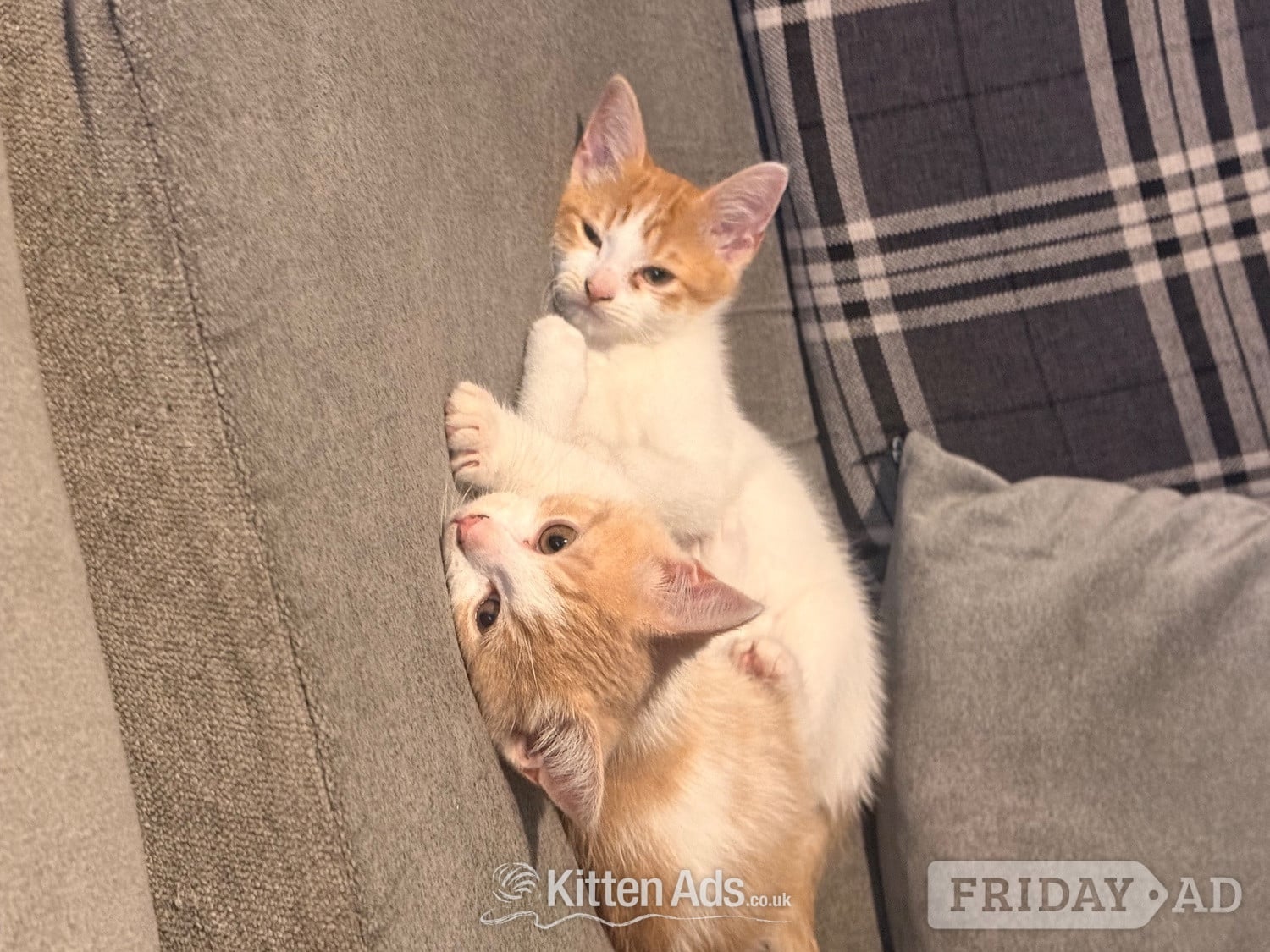 Mixed breed kittens ragdoll x shorthair 