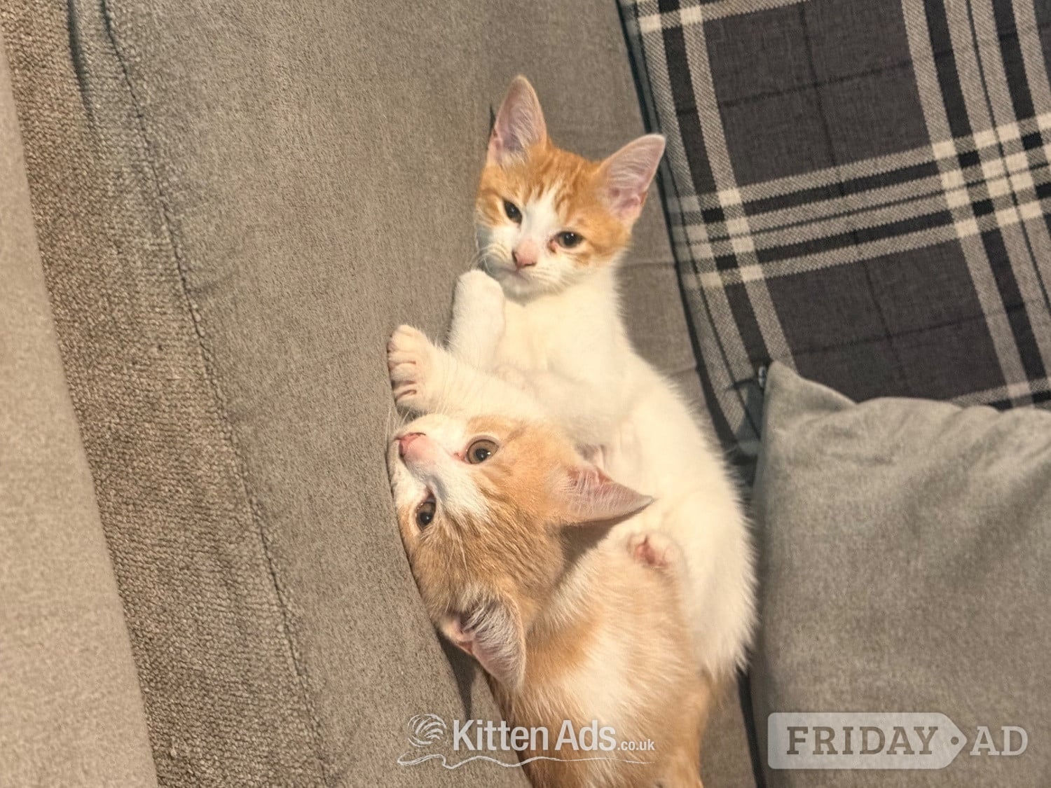 Mixed breed kittens ragdoll x shorthair  in Rochdale
