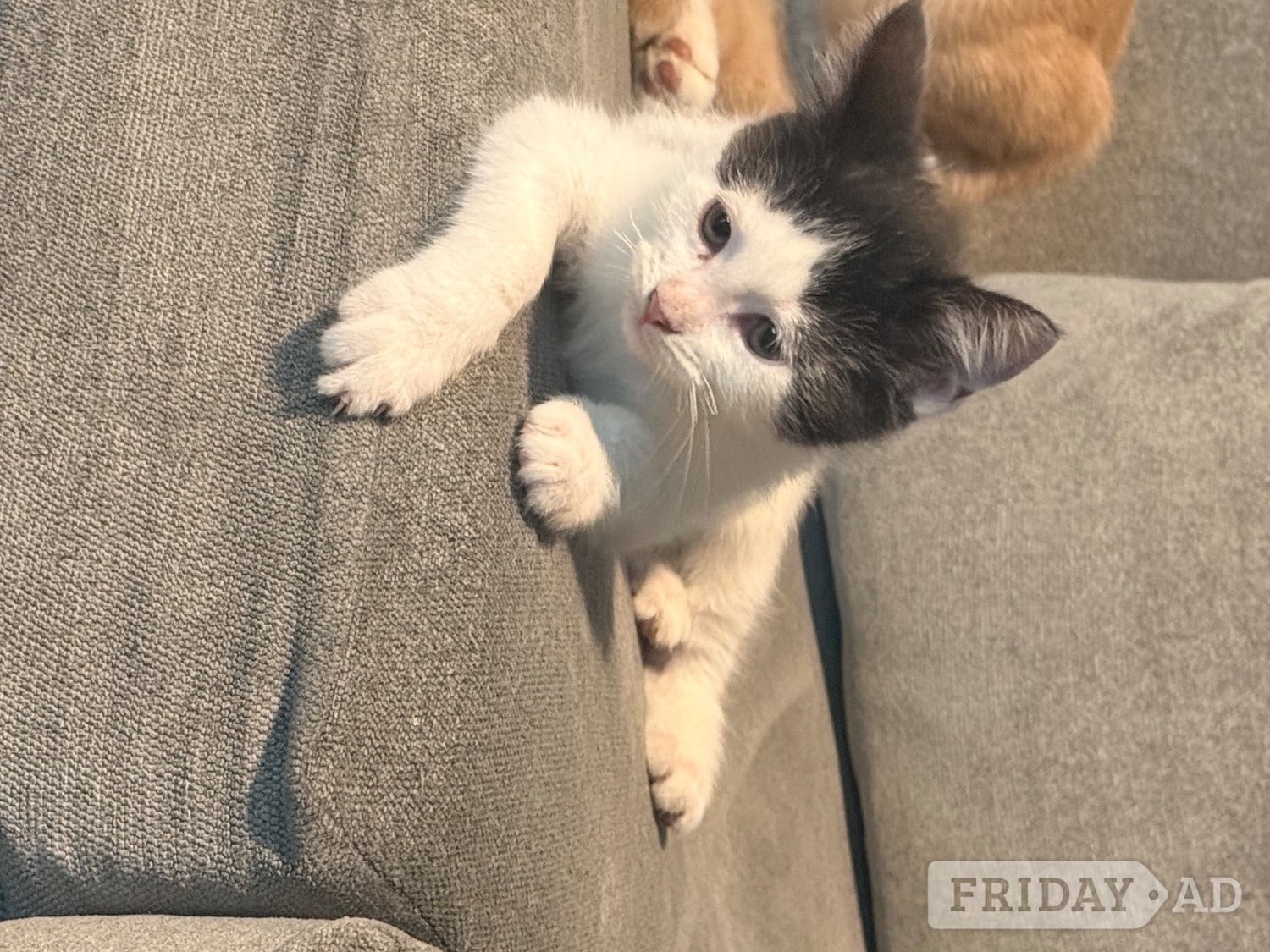 Mixed breed kittens ragdoll x shorthair  - Cats & Kittens in Rochdale