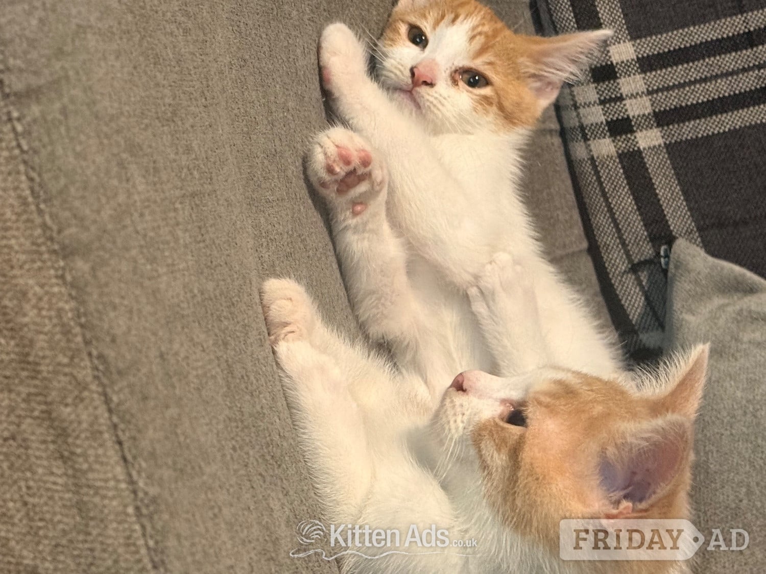 Rochdale Mixed breed kittens ragdoll x shorthair 