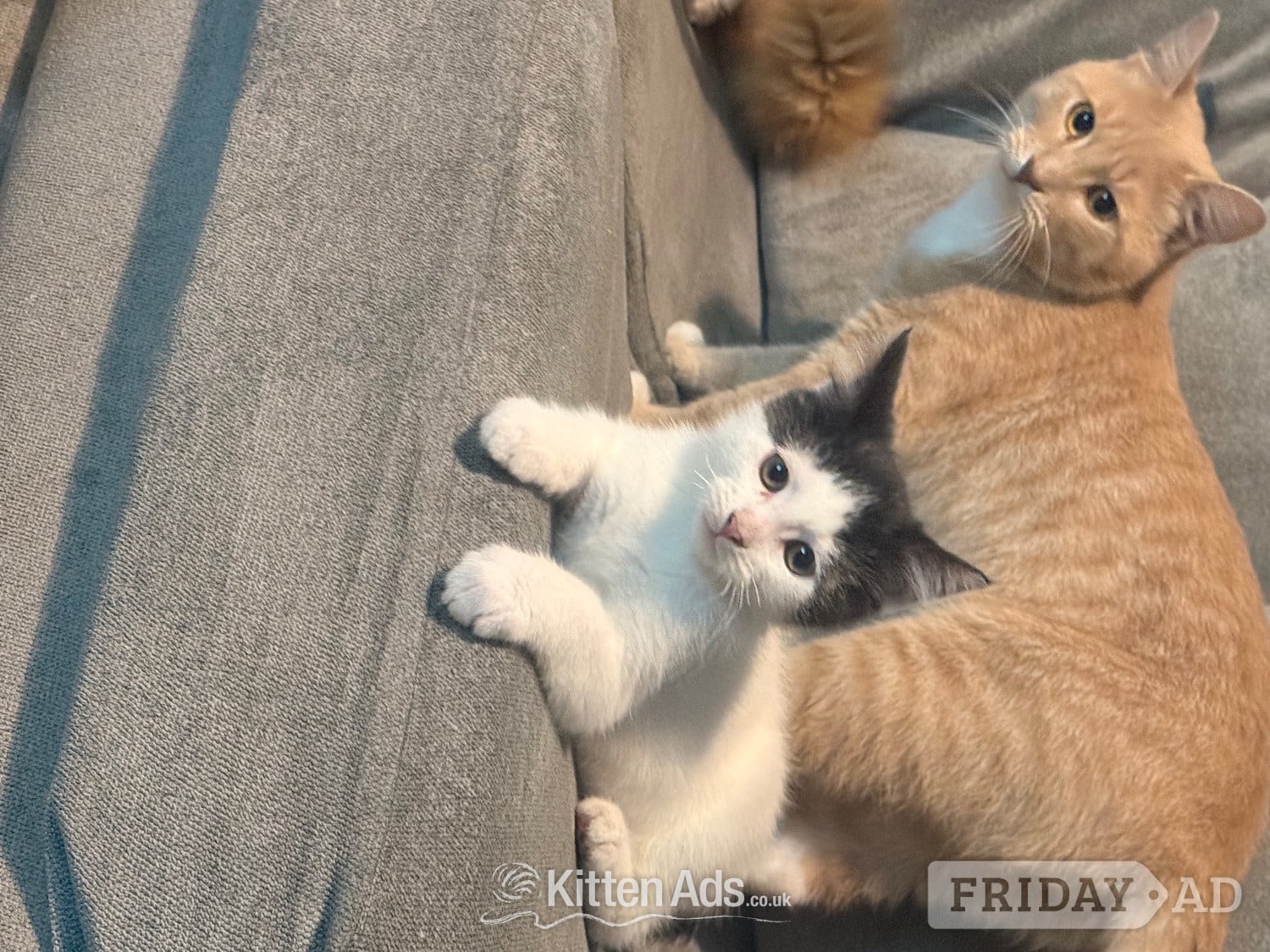 Mixed breed kittens ragdoll x shorthair  - 
