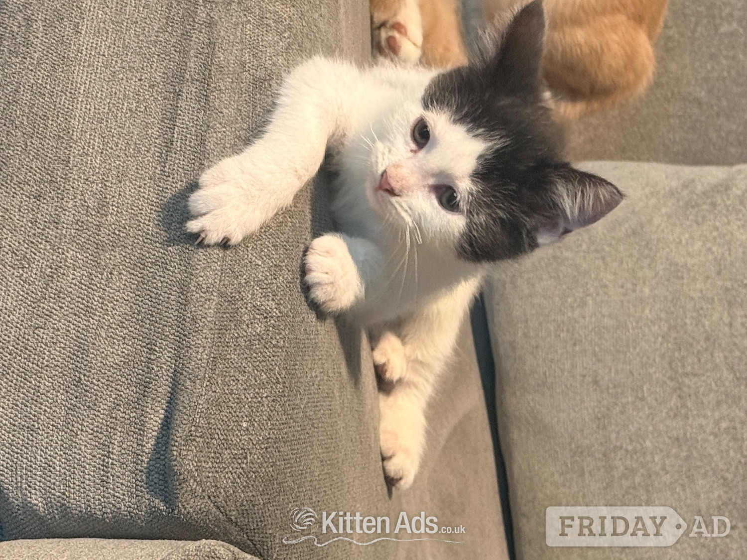 Mixed breed kittens ragdoll x shorthair  -  in Rochdale