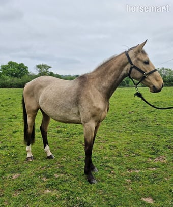 "Ace Amour - stable name Archie" Buckskin Gelding Youngstock / Foal