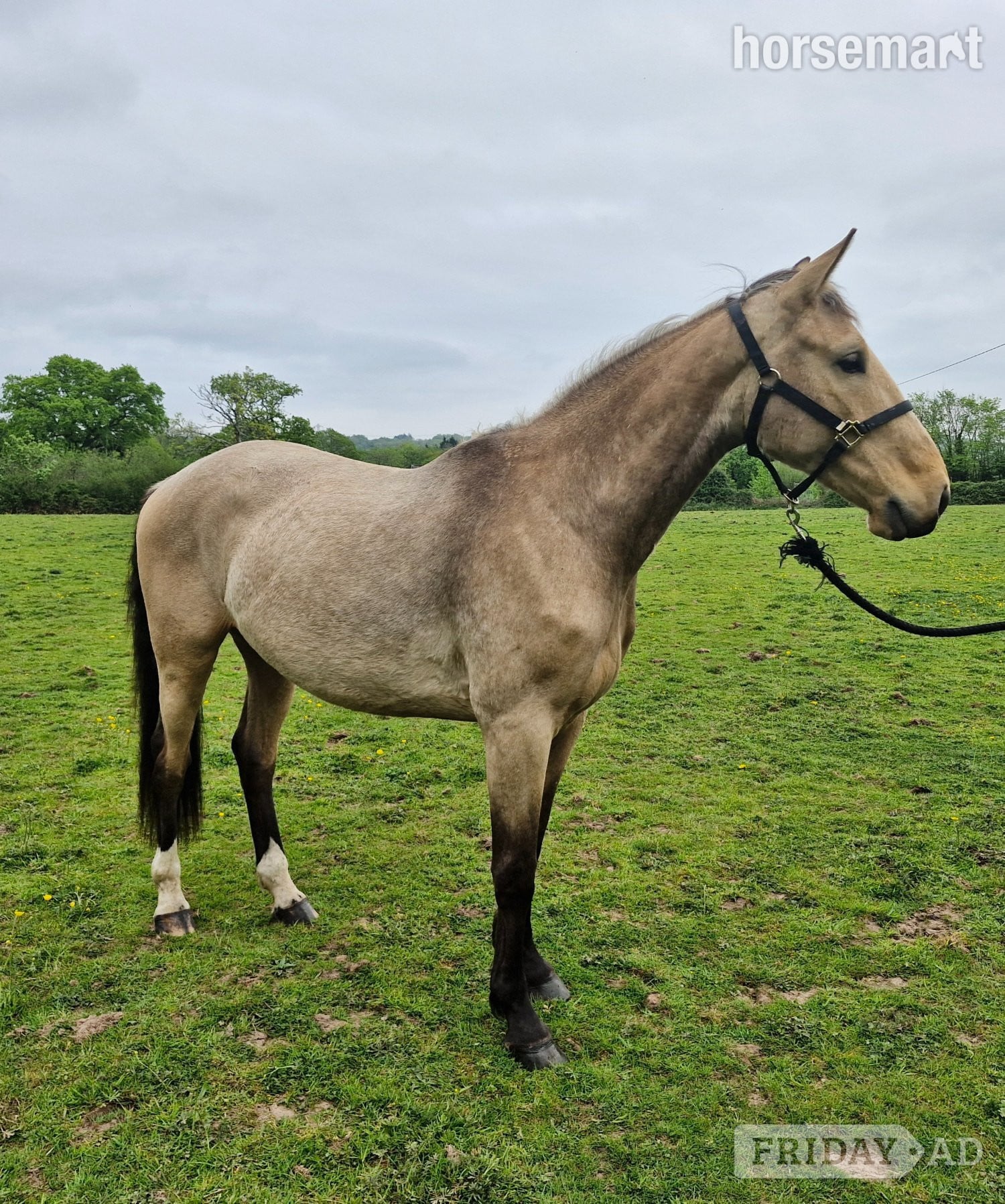 "Ace Amour - stable name Archie" Buckskin Gelding Youngstock / Foal in Cardiff