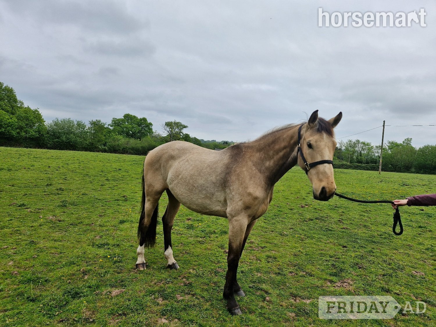 "Ace Amour - stable name Archie" Buckskin Gelding Youngstock / Foal